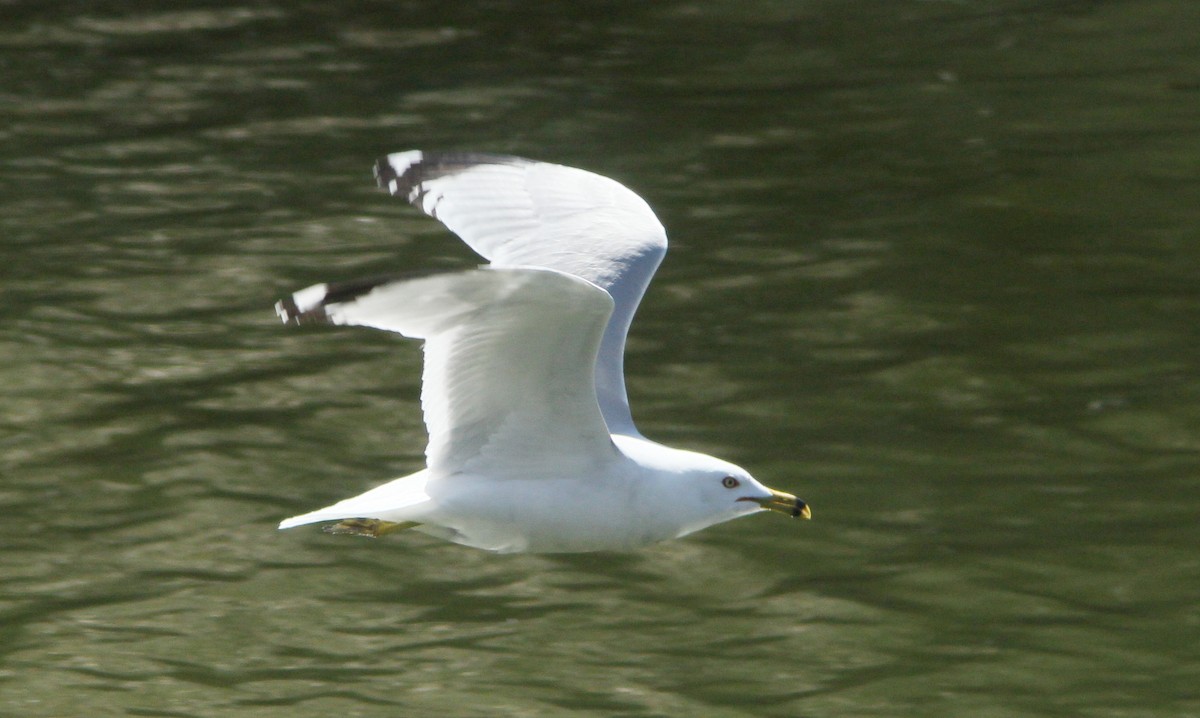 Ring-billed Gull - ML96411971