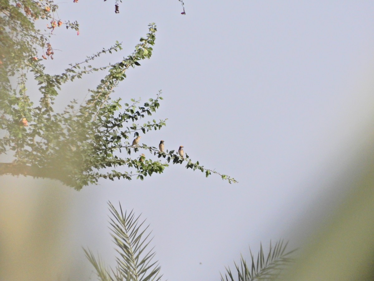 Black-breasted Weaver - ML96412081