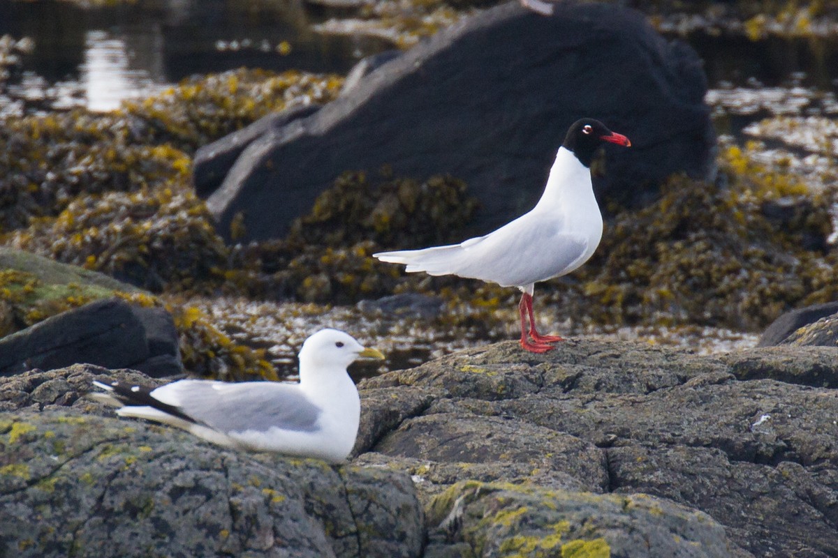 Mediterranean Gull - ML96413011