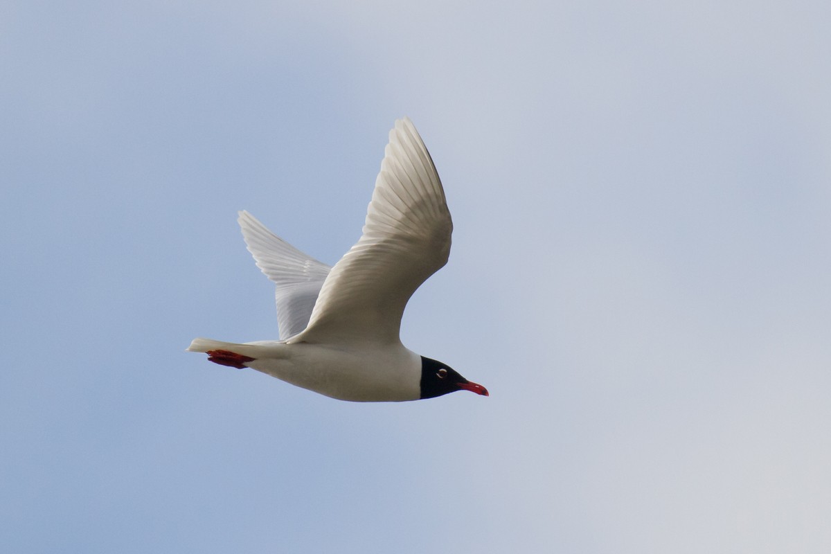 Mediterranean Gull - ML96413021