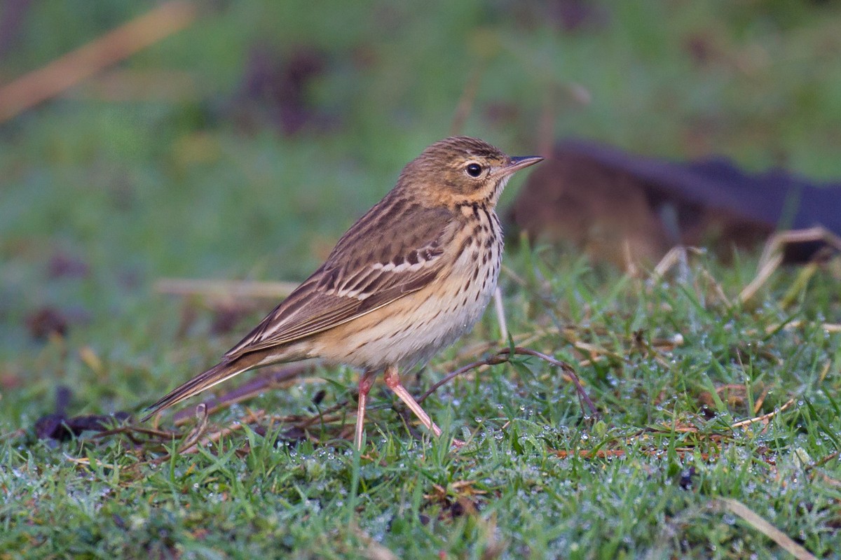 Tree Pipit - ML96413241