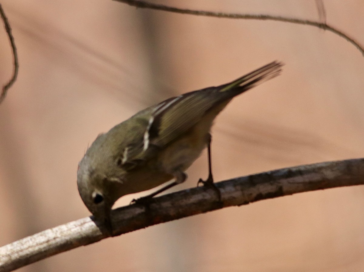 Ruby-crowned Kinglet - ML96413701