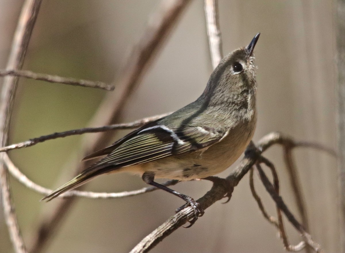 Ruby-crowned Kinglet - ML96413741