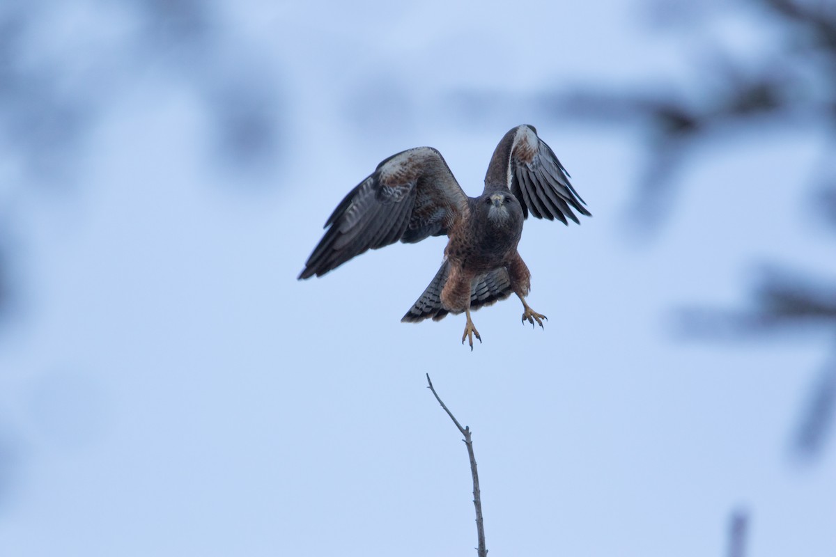 Swainson's Hawk - ML96417281