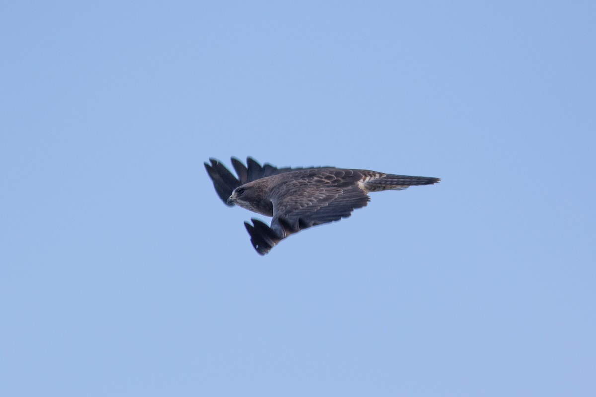 Swainson's Hawk - ML96417351