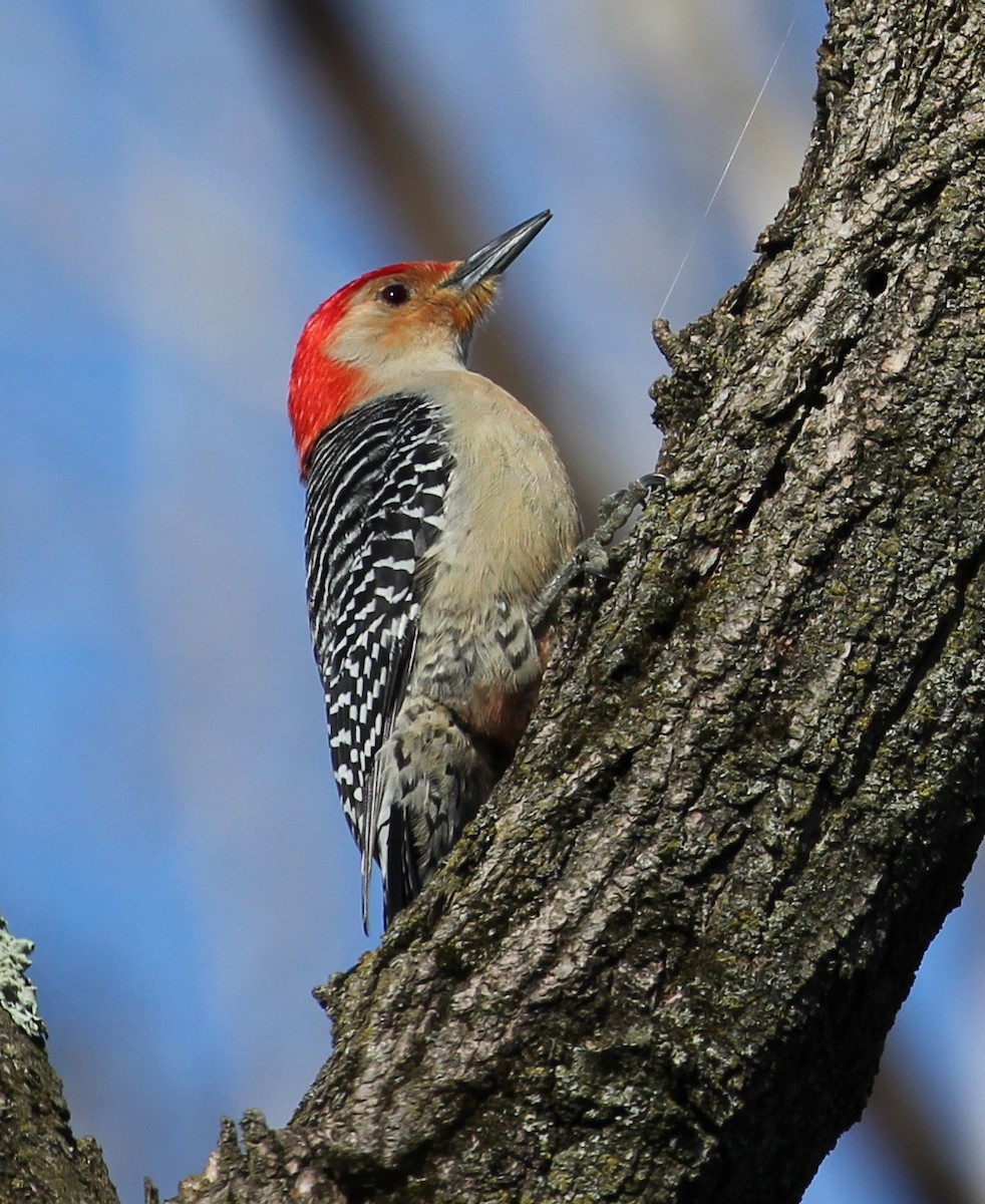 Red-bellied Woodpecker - Jeffrey Boland