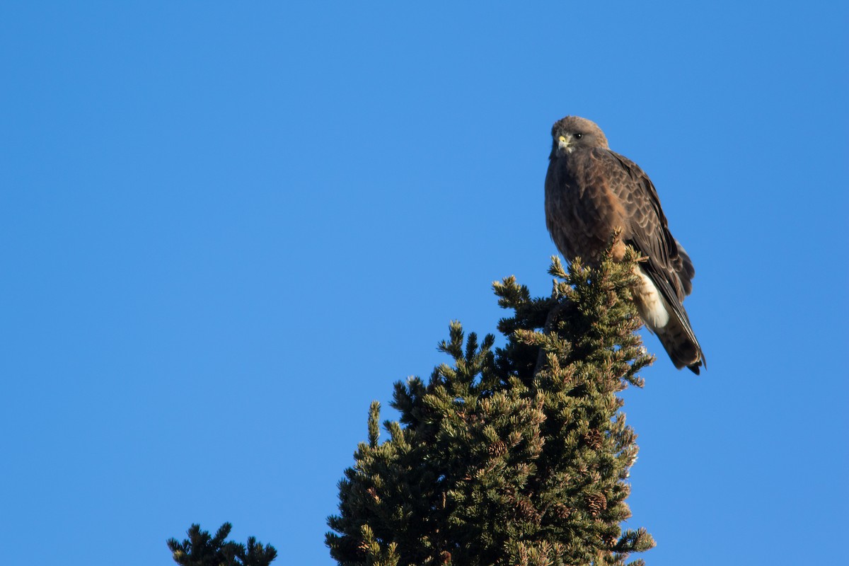 Swainson's Hawk - ML96417511