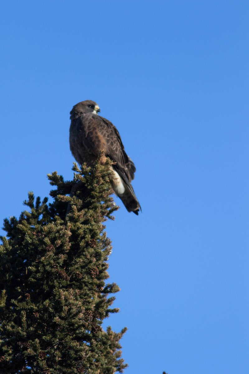 Swainson's Hawk - ML96417541