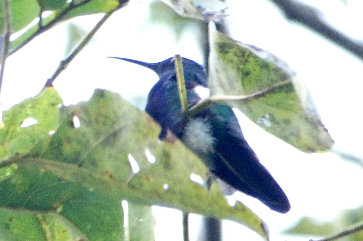 Blauschwanz-Buffonkolibri - ML96418471