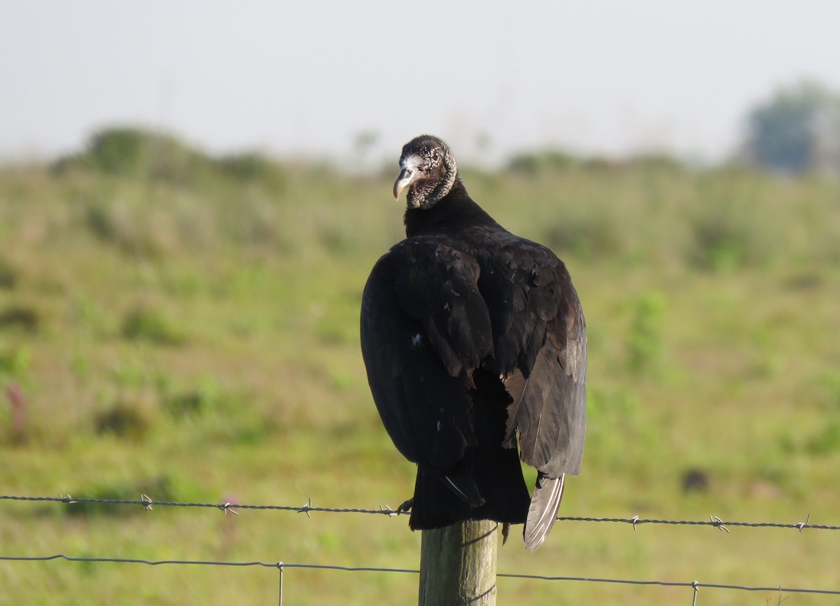 Black Vulture - ML96419261