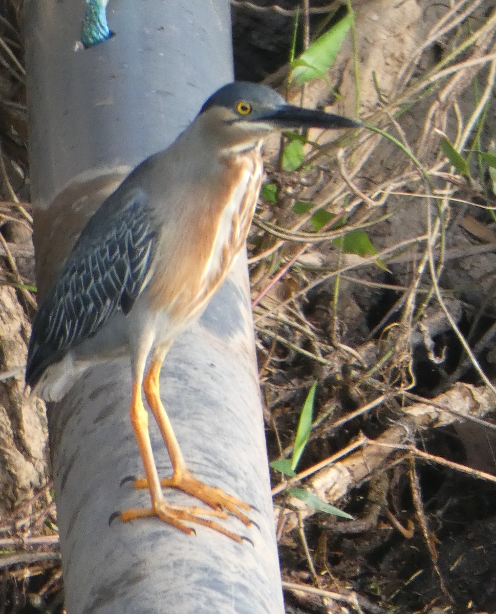 Striated Heron - ML96419371