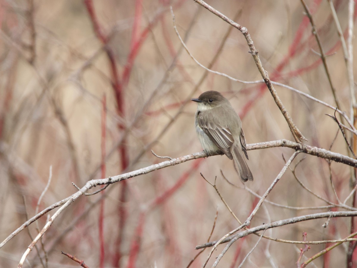 Eastern Phoebe - ML96421081