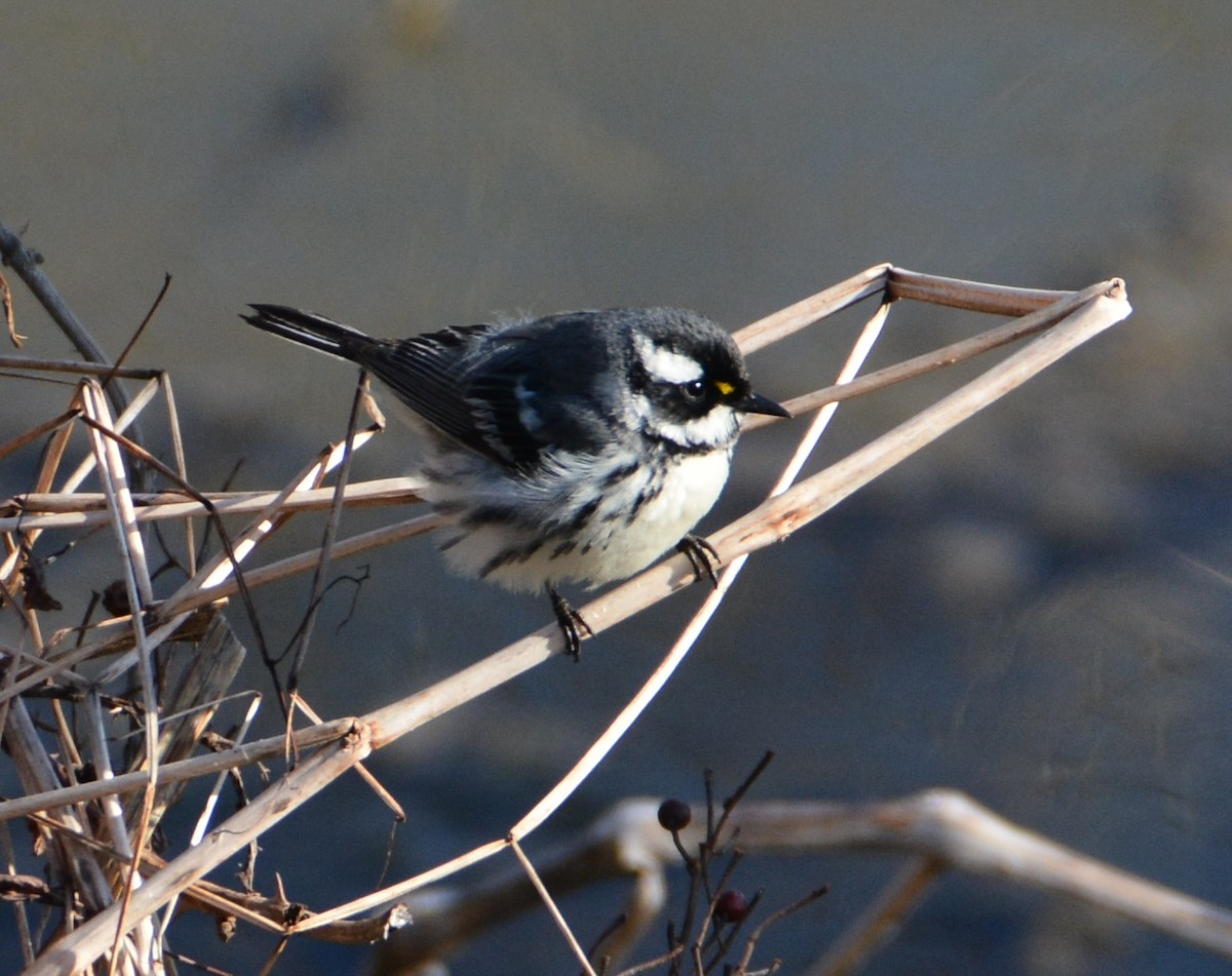 Black-throated Gray Warbler - "Chia" Cory Chiappone ⚡️