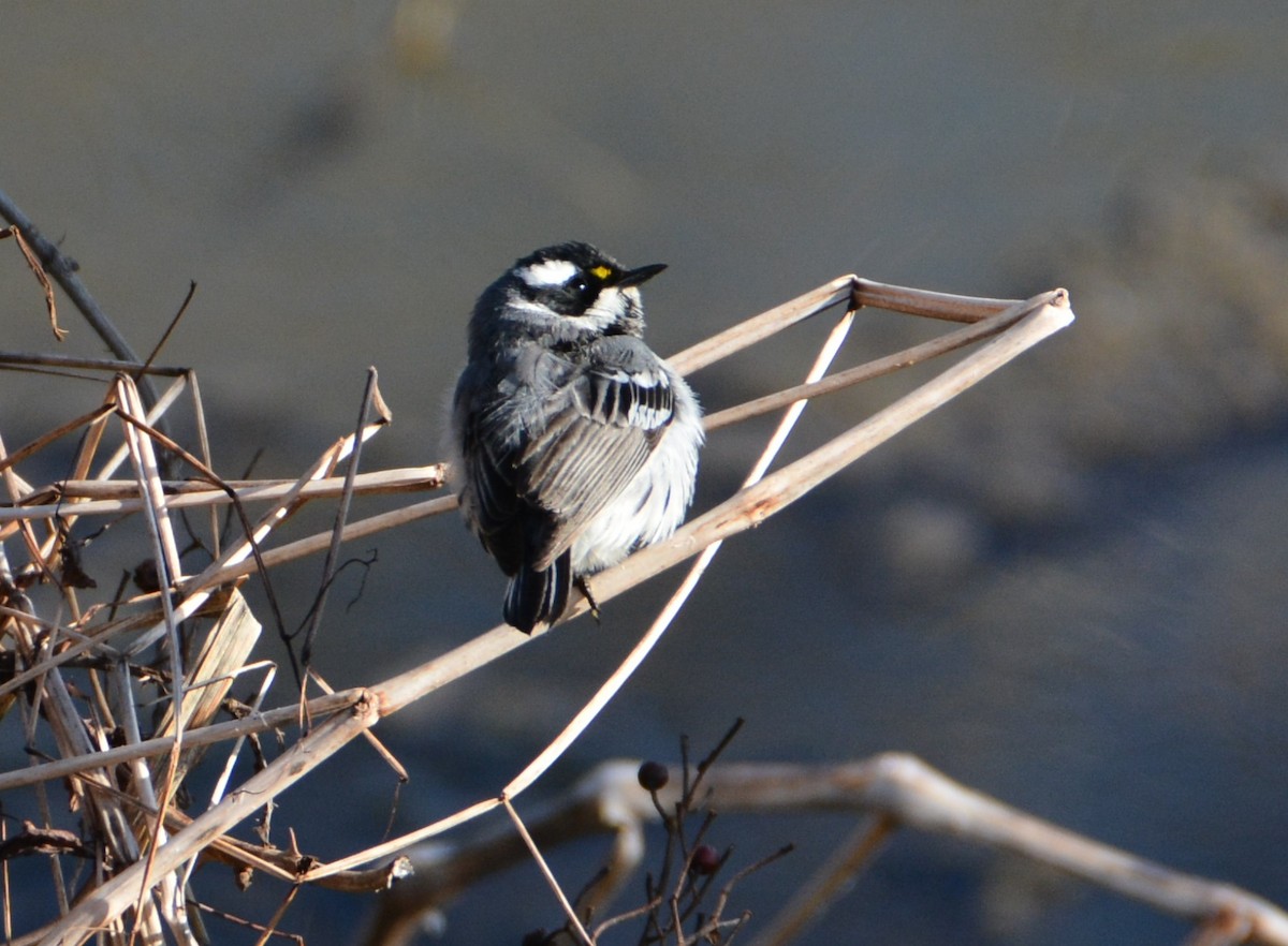 Black-throated Gray Warbler - "Chia" Cory Chiappone ⚡️