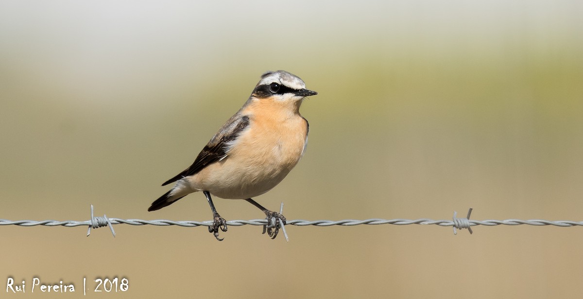 Northern Wheatear - Rui Pereira | Portugal Birding