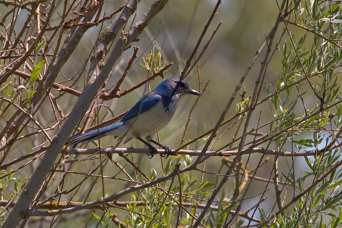 California Scrub-Jay - ML96424371