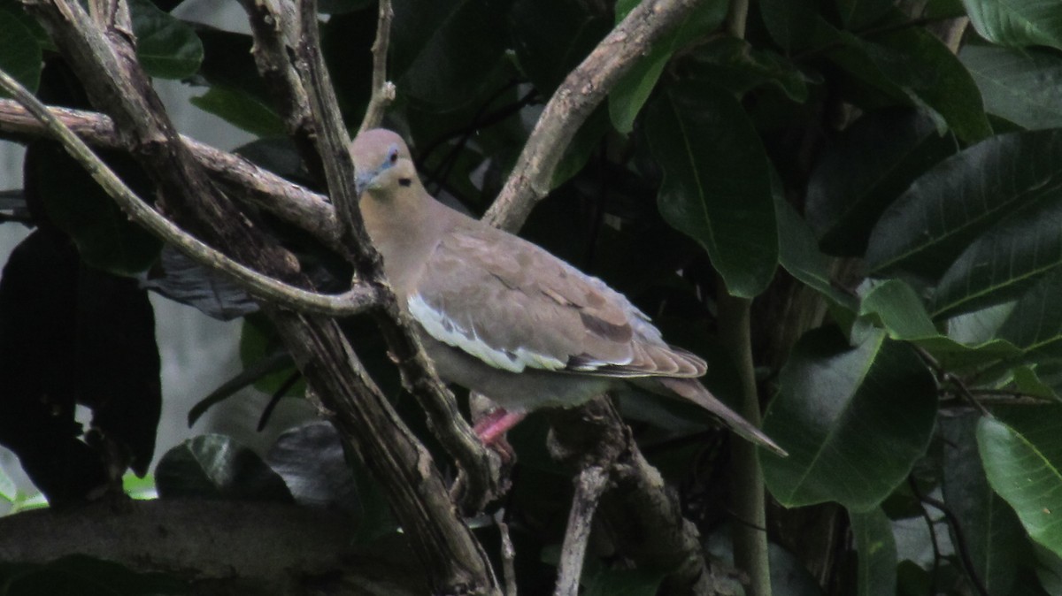 White-winged Dove - ML96426351