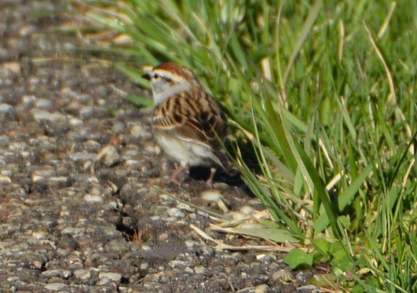 Chipping Sparrow - ML96426461