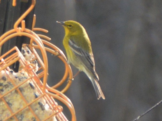 Pine Warbler - ML96426611