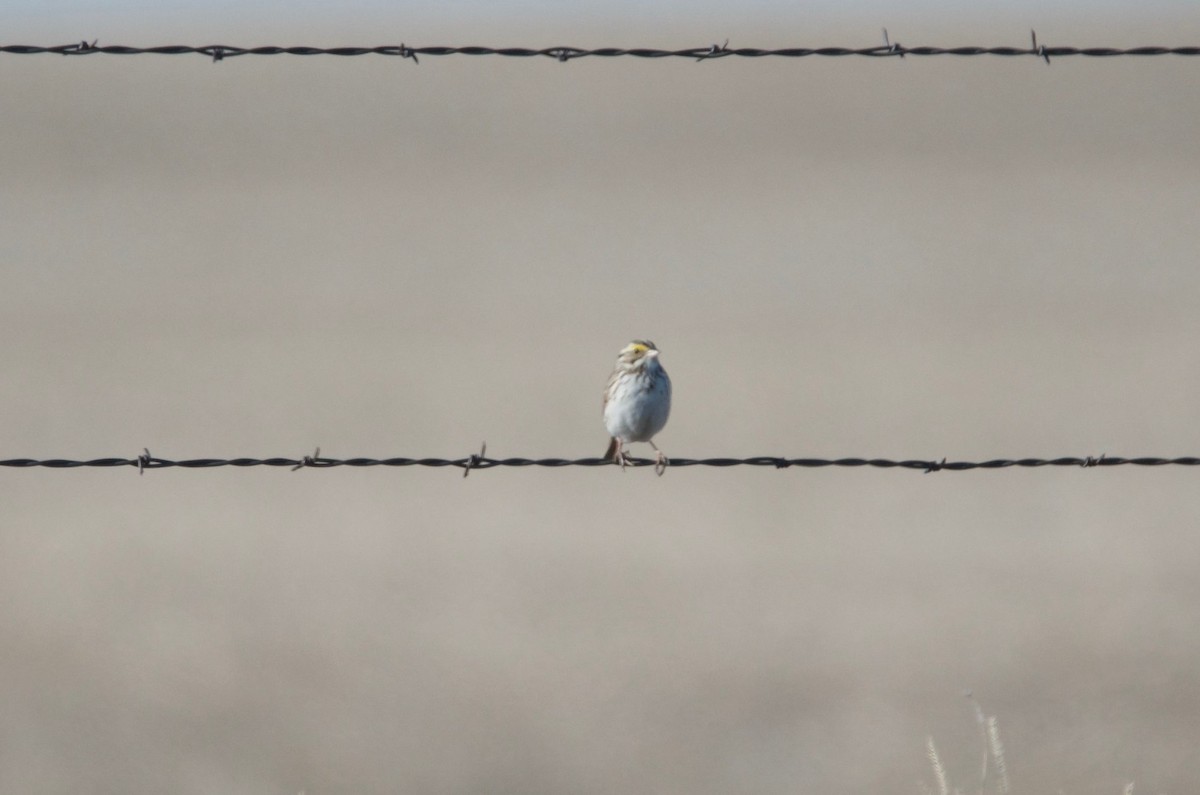 Savannah Sparrow - ML96427301