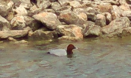 Common Pochard - ML96427471