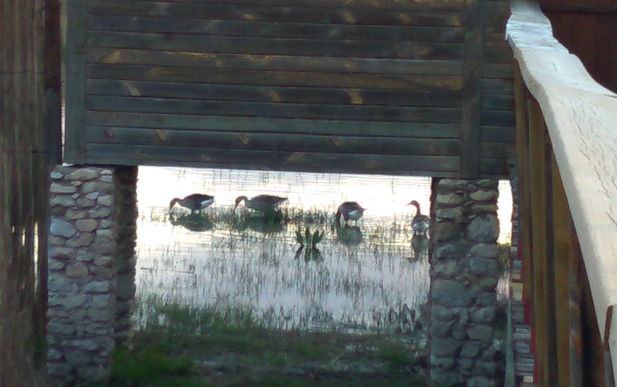 Graylag Goose - Cesar Lopez Nozal