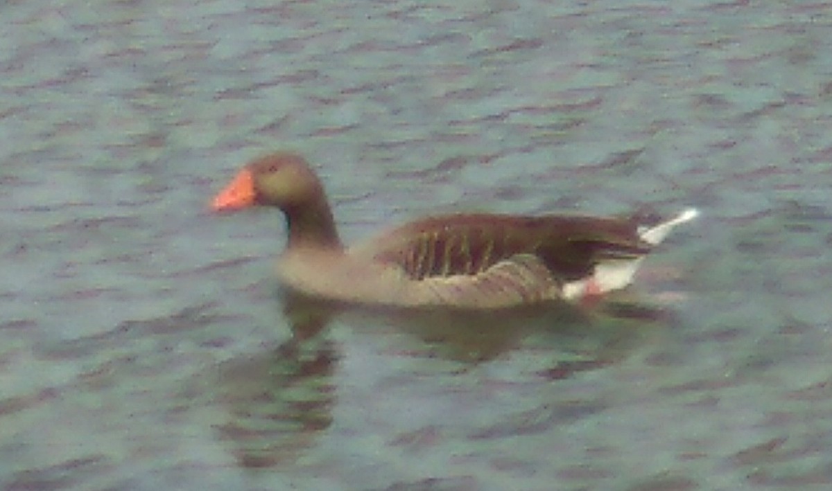 Graylag Goose - ML96427591