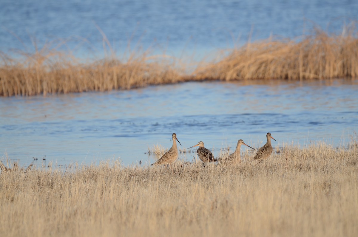 Marbled Godwit - ML96427641