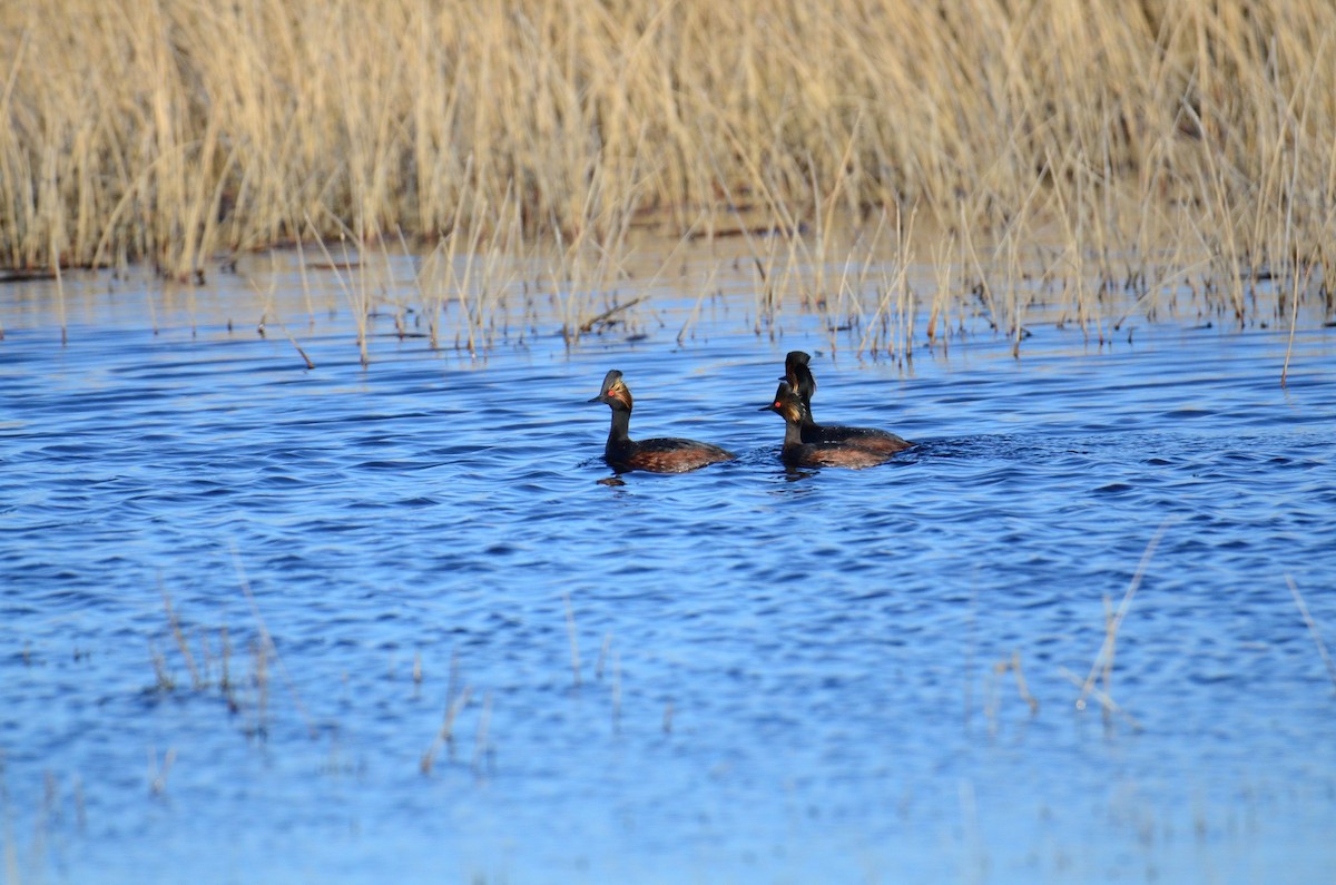 Eared Grebe - ML96427671