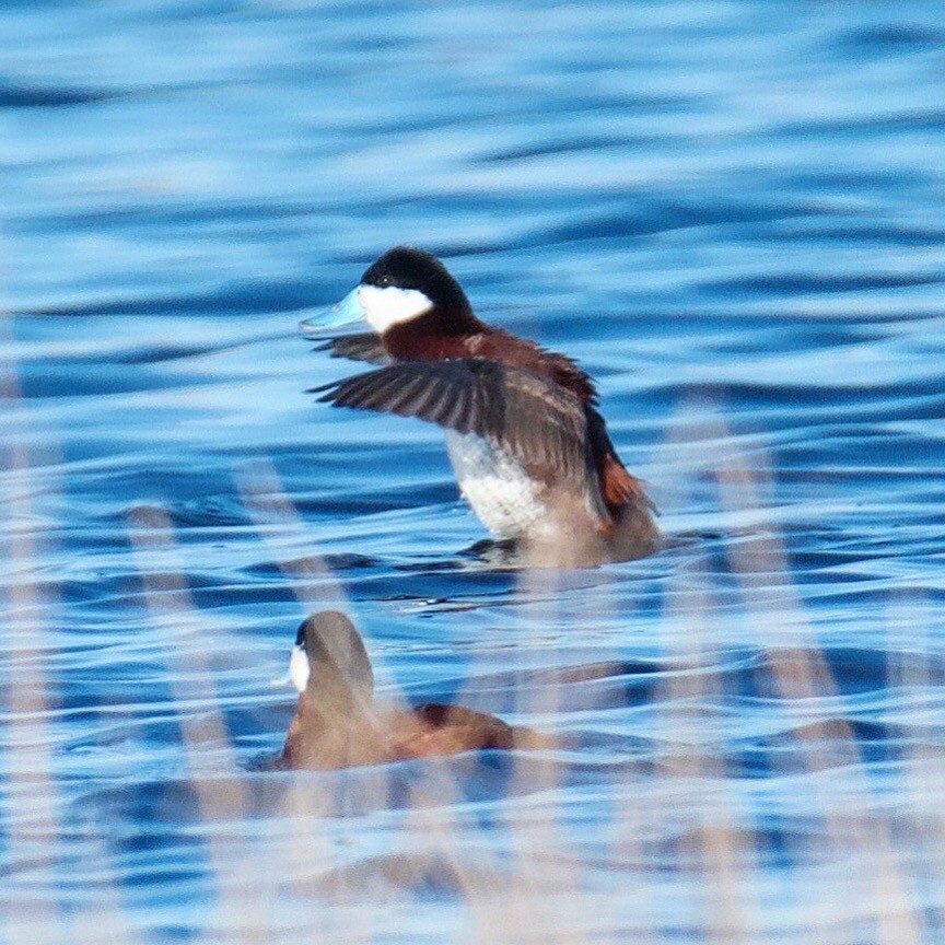 Ruddy Duck - ML96427681