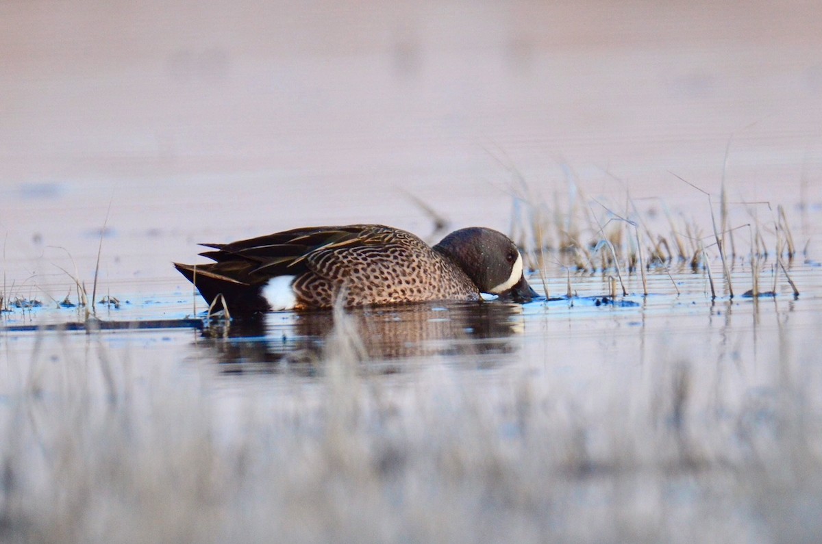 Blue-winged Teal - ML96427711