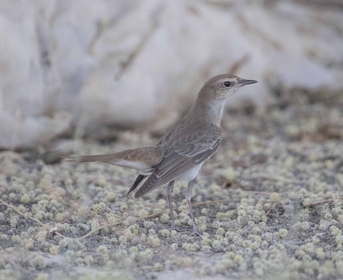 Common Nightingale - Huw Roberts