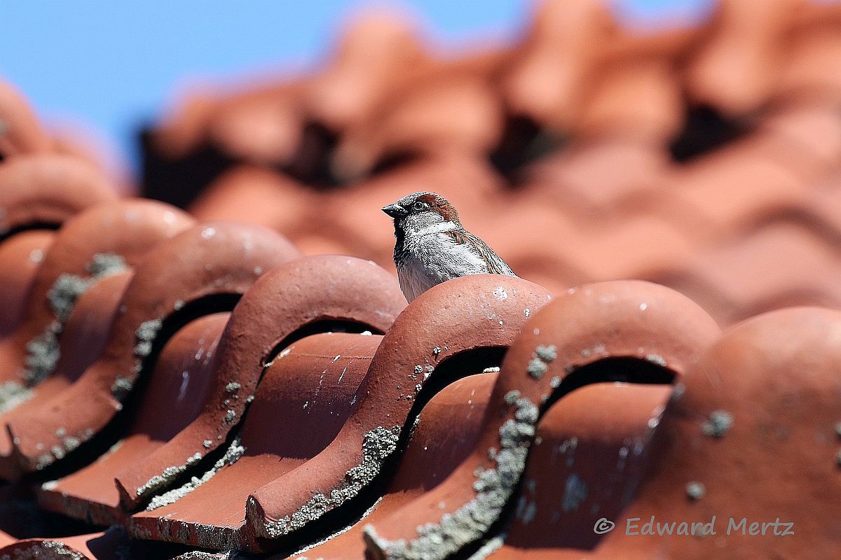 House Sparrow - ML96432421