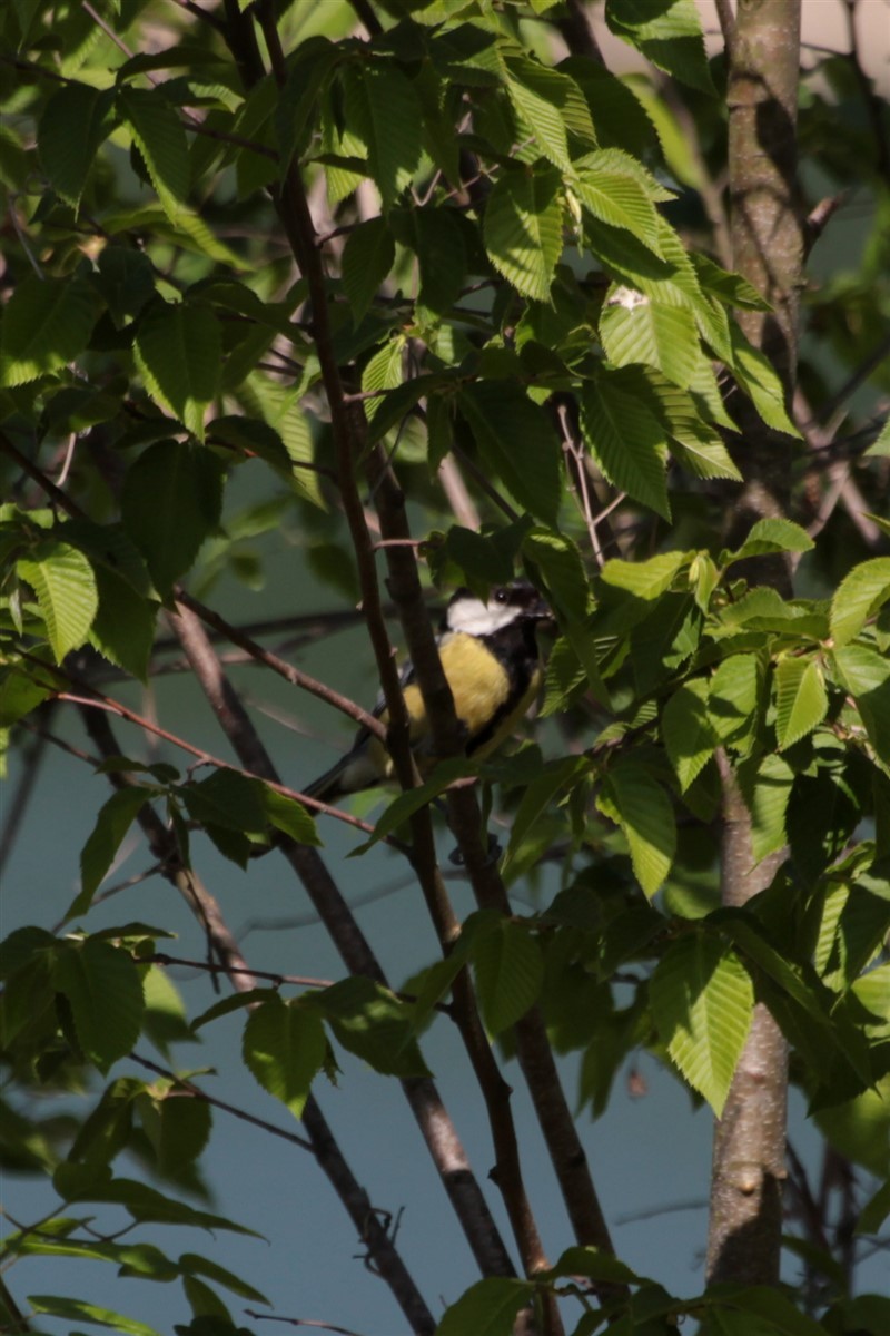 Great Tit - ML96432781