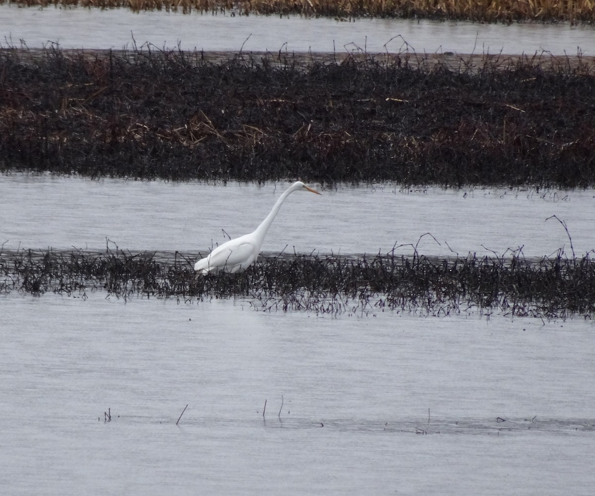 Great Egret - ML96435481