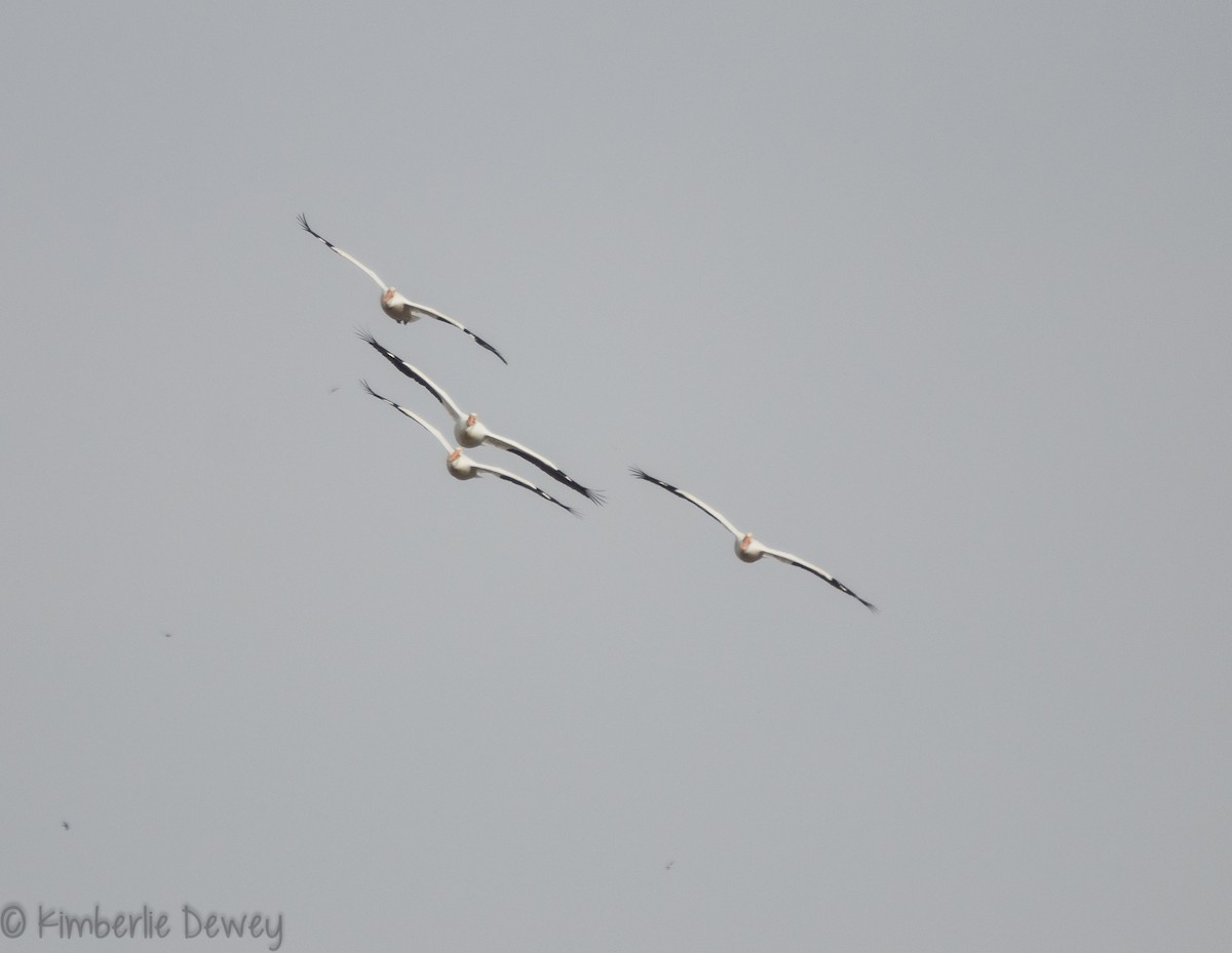 American White Pelican - ML96438881