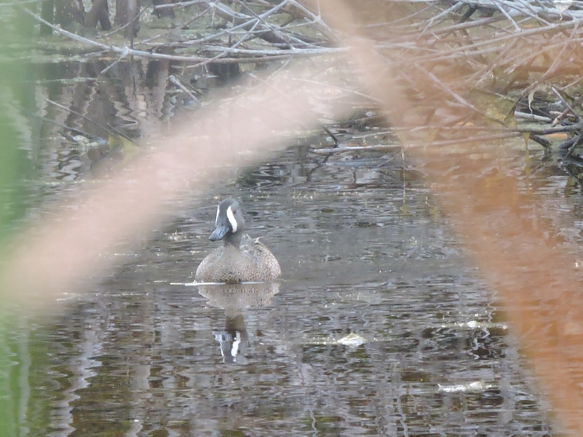 Blue-winged Teal - ML96441811