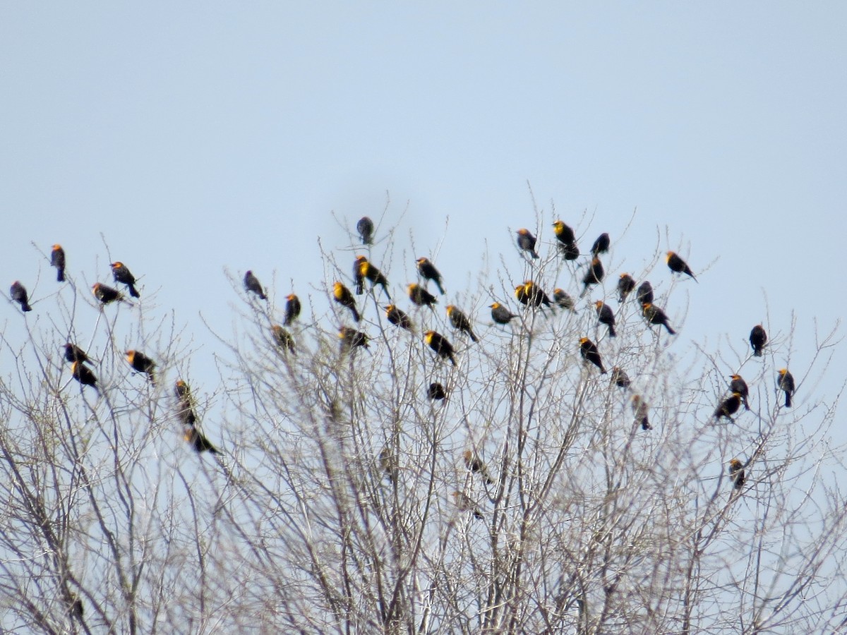 Yellow-headed Blackbird - ML96443321