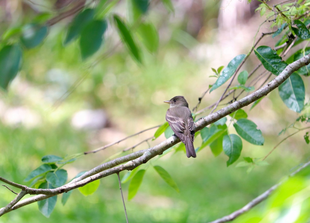 Eastern Wood-Pewee - ML96445041