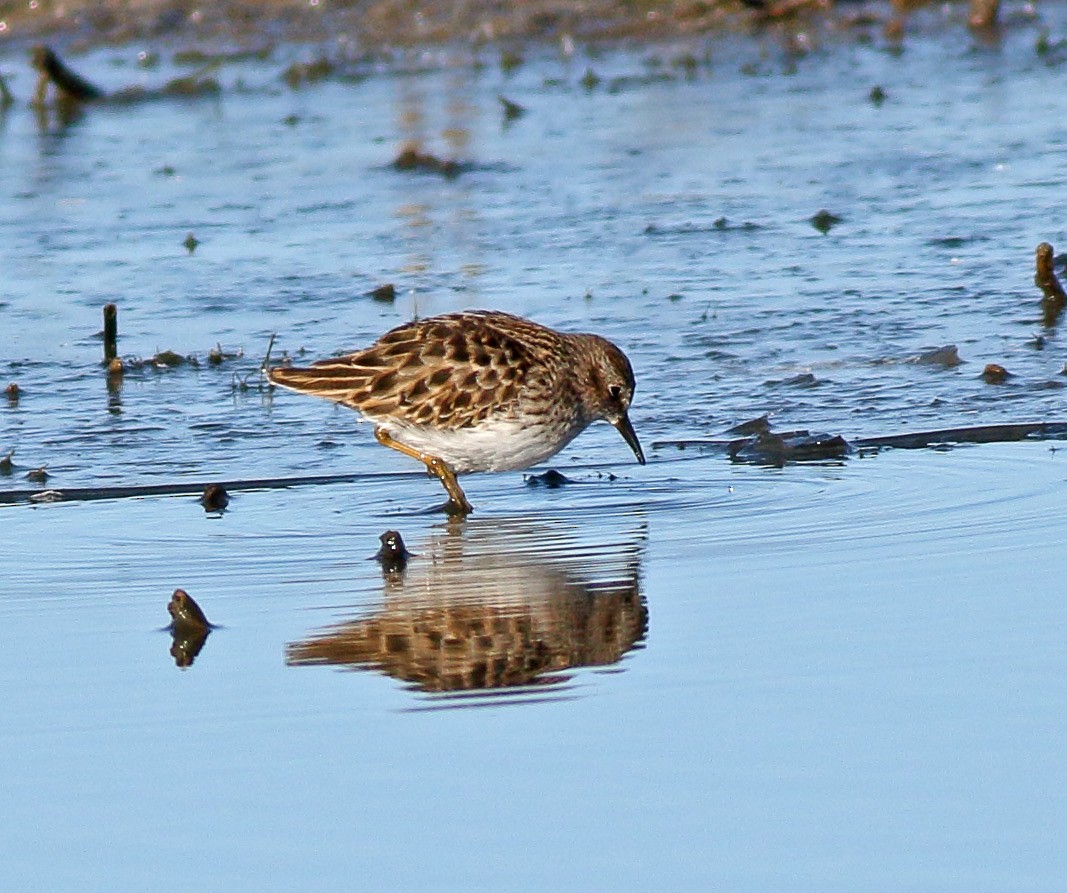 Least Sandpiper - ML96445631
