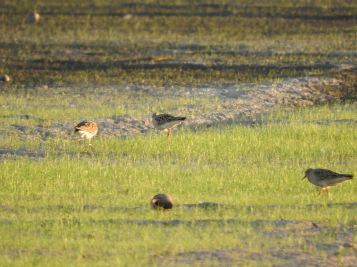 Buff-breasted Sandpiper - ML96447511