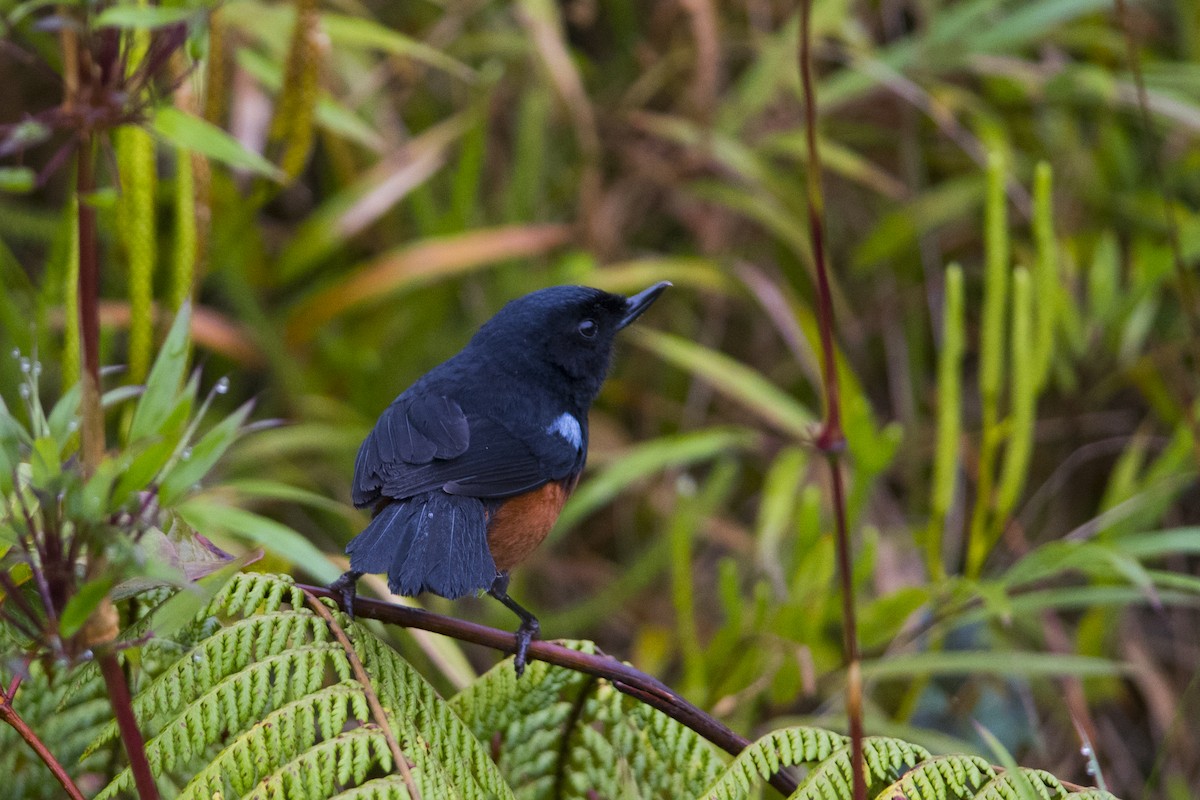 Chestnut-bellied Flowerpiercer - ML96453471