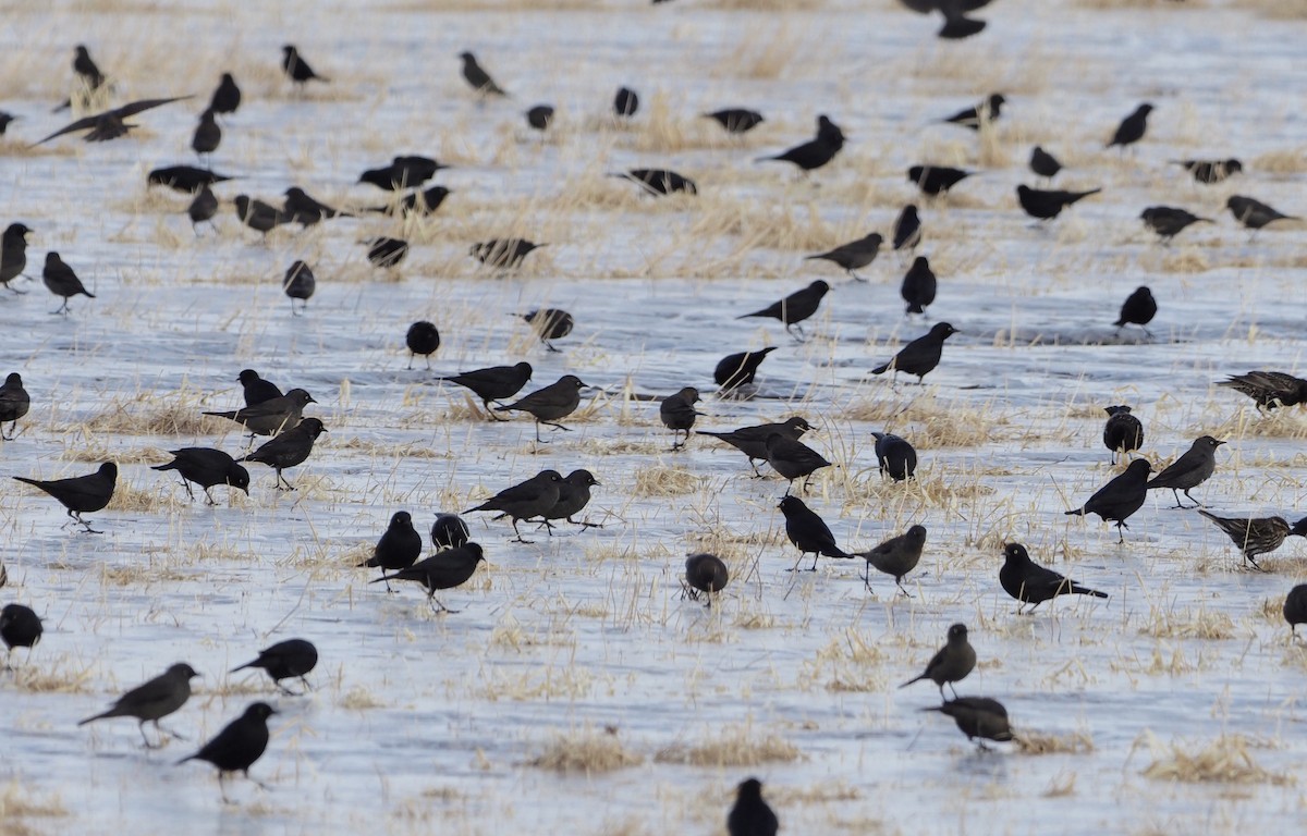 Rusty Blackbird - ML96453611