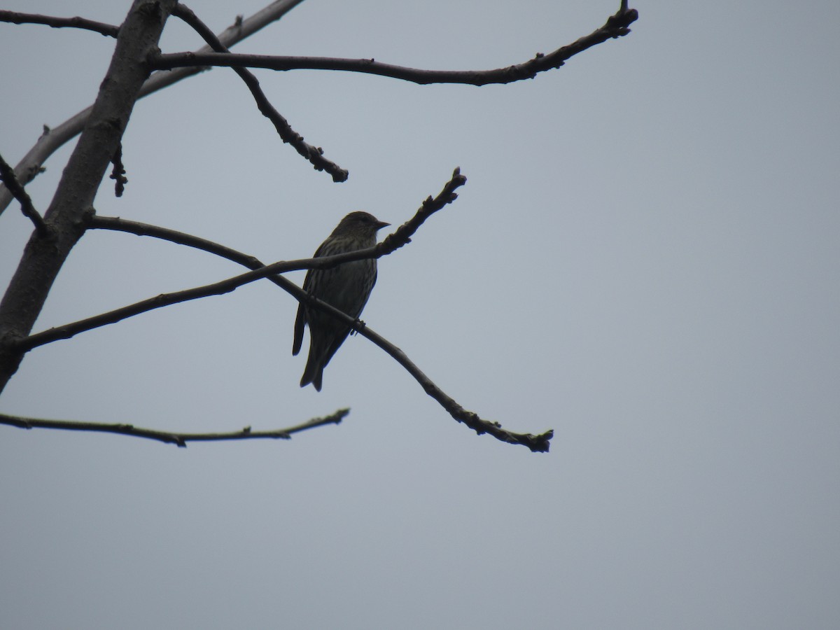 Pine Siskin - ML96453641