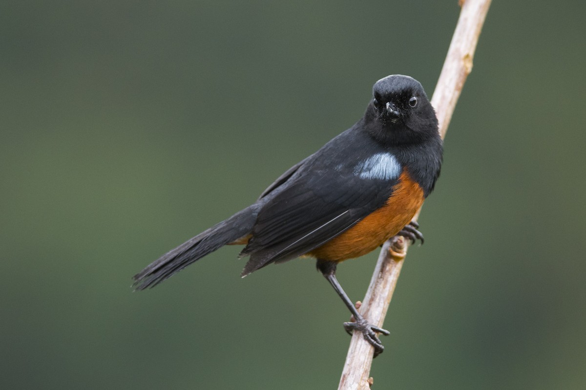 Chestnut-bellied Flowerpiercer - ML96453691