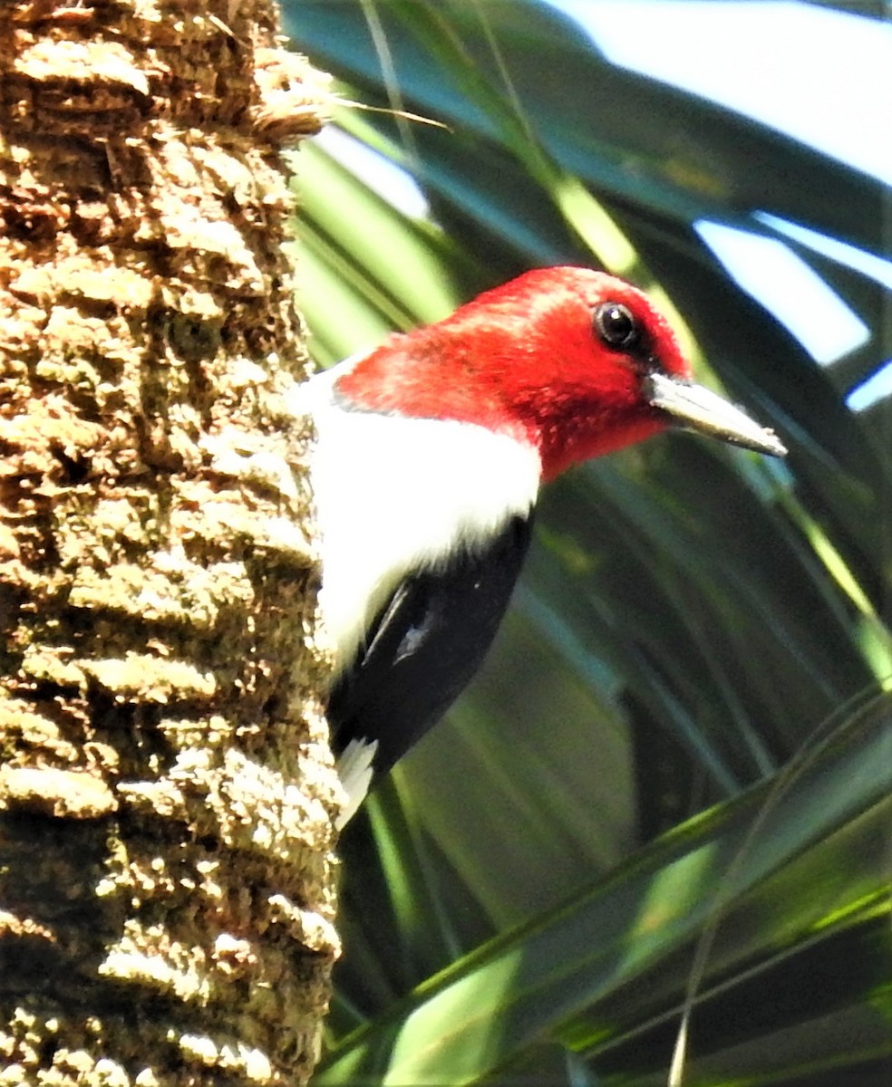 Red-headed Woodpecker - ML96455371