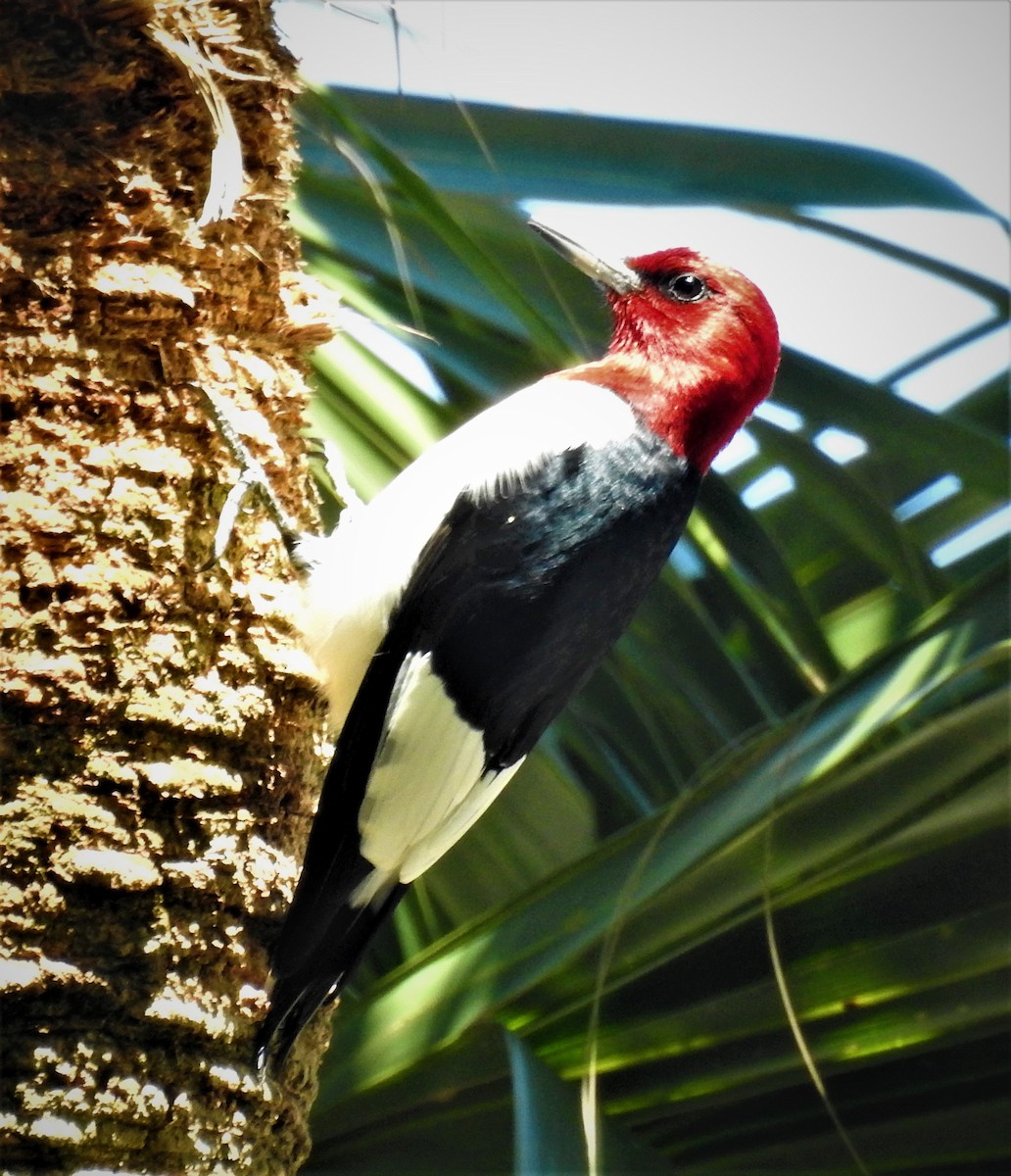 Red-headed Woodpecker - ML96455381