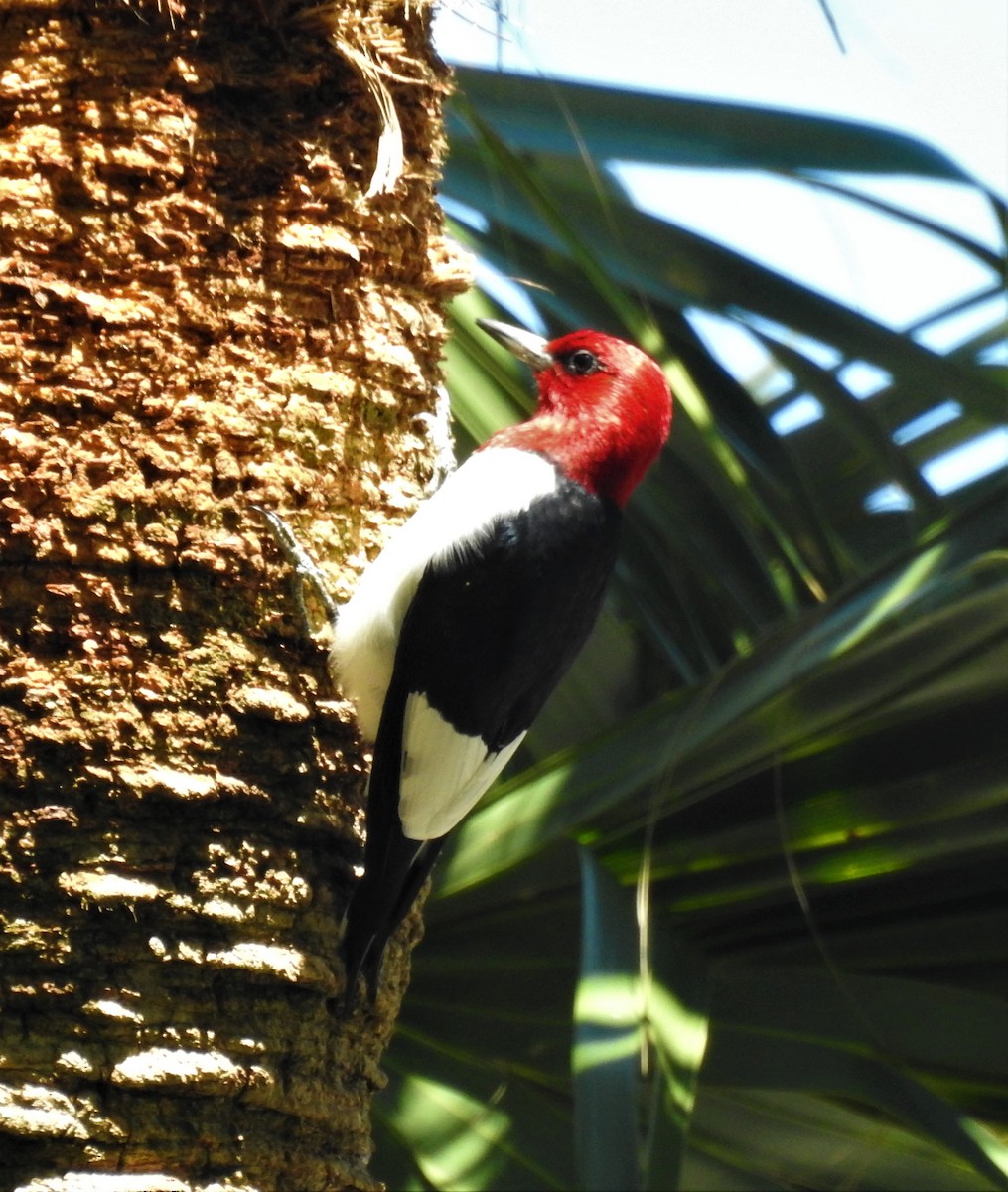 Red-headed Woodpecker - david gabay