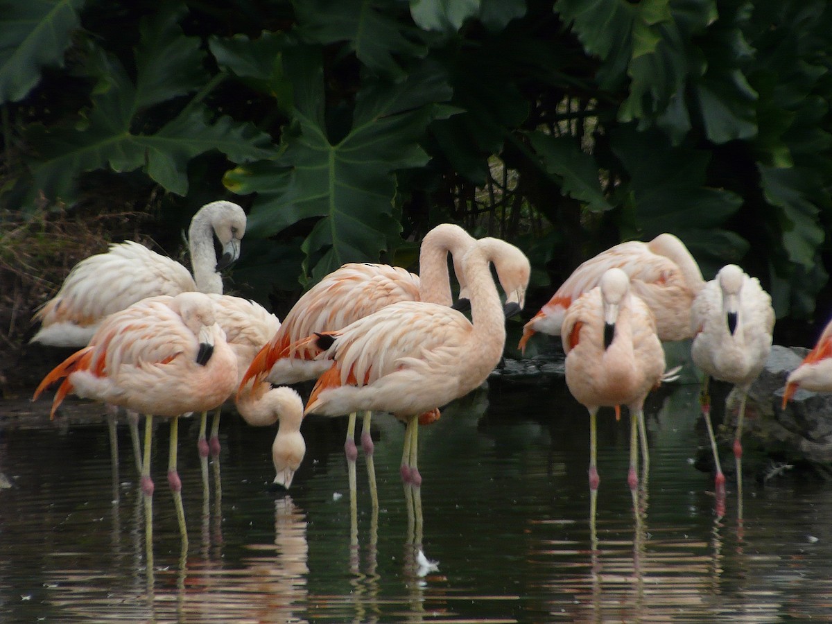 Chilean Flamingo - ML96455911