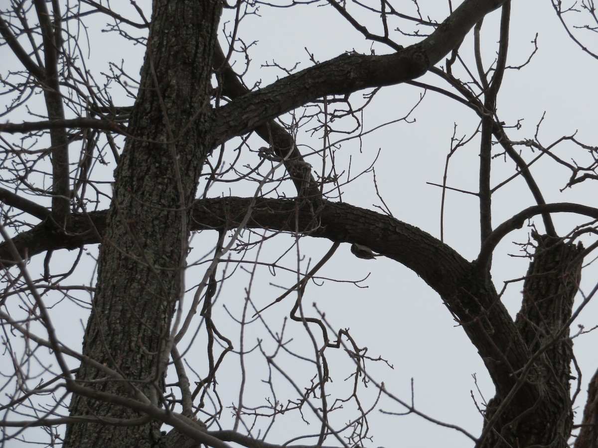 Brown Creeper - ML96456921